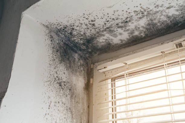Affordable Basement Mold Removal solutions in Roebling, NJ